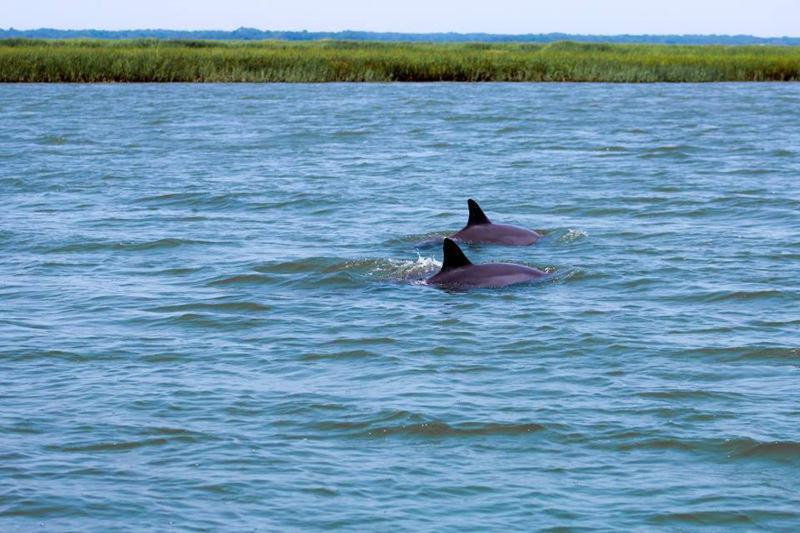 فيلا 796 Marlin Dr Fripp Island المظهر الخارجي الصورة